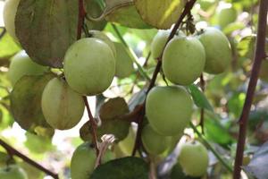 Jujube mûr sur l'arbre dans l'entreprise pour la récolte photo