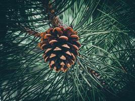 pomme de pin sur une branche. cône d'un sapin douglas photo