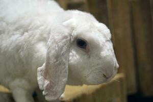 Célibataire cheveux courts blanc lapin - fermer sur tête photo