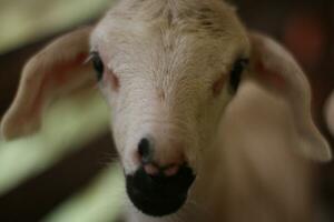 portrait de une mignonne chèvre en mangeant herbe photo