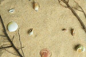 le sable et coquilles copie espace photo