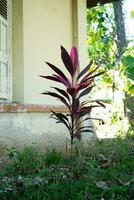 branche tropicale d'une plante photo
