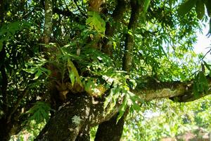 arbre dans le forêt Contexte photo