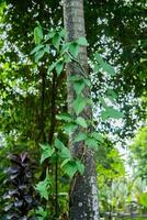 petit arbre les troncs vignes les plantes photo