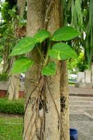 plantes d'intérieur rampant sur arbre tronc photo