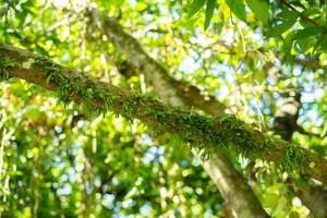 mousse sur une branche arbre photo