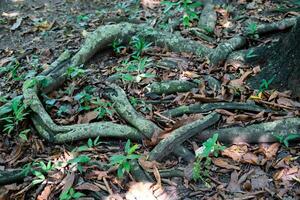 arbre les racines sur le sol photo