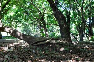 vieil arbre dans la forêt photo