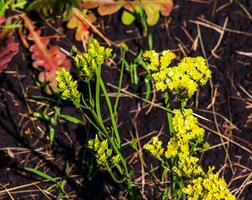 limonium sinuatum, syn. feuille ondulée mer lavande, statique, mer lavande, entailler feuille le marais Romarin, mer rose, est une méditerranéen plante espèce dans le famille plumbaginacées connu pour ses parcheminé fleurs. photo