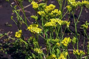 limonium sinuatum, syn. feuille ondulée mer lavande, statique, mer lavande, entailler feuille le marais Romarin, mer rose, est une méditerranéen plante espèce dans le famille plumbaginacées connu pour ses parcheminé fleurs. photo