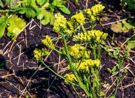 limonium sinuatum, syn. feuille ondulée mer lavande, statique, mer lavande, entailler feuille le marais Romarin, mer rose, est une méditerranéen plante espèce dans le famille plumbaginacées connu pour ses parcheminé fleurs. photo