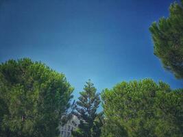 calme été Contexte avec une sans nuages bleu ciel et vert des arbres photo