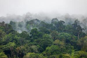 brouillard couvertures verdure zone à l'intérieur tropical forêt tropicale dans pluvieux saison. photo