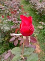 Gros plan rose de couleur rouge dans l'entreprise photo