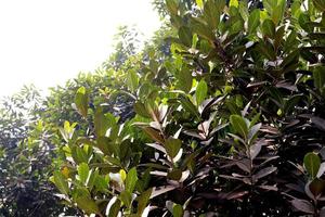 Gros plan de fleur de mangue avec des feuilles sur l'entreprise photo