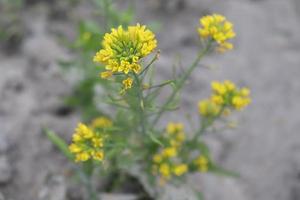 Gros plan de fleur de moutarde de couleur jaune photo