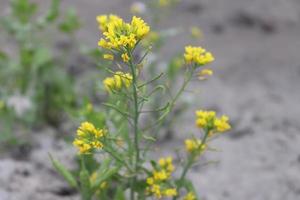 Gros plan de fleur de moutarde de couleur jaune photo