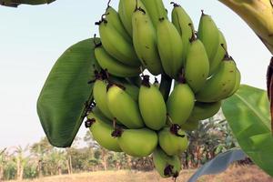 régime de bananes crues savoureuses et saines photo
