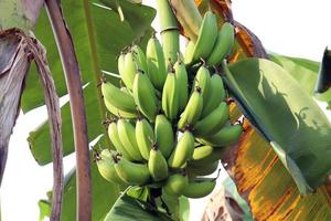 régime de bananes crues savoureuses et saines photo