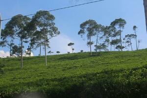thé plantation avec certains gros les plantes photo