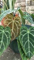 proche en haut de anthurium cristalline arbre sur pot photo