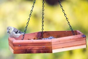 mésange à tête noire se nourrissant de graines photo