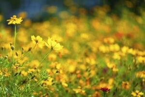 Jaune soufre cosmos fleurs dans le jardin de le la nature. photo