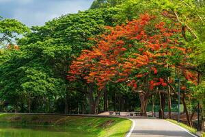 route paysage vue et tropical rouge fleurs Royal poinciana dans ang kaew chiang mai Université boisé Montagne bleu ciel Contexte avec blanc des nuages, la nature route dans Montagne forêt. photo