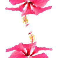 rose hibiscus isolé sur blanc Contexte photo