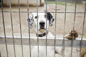 chien abandonné et en cage photo