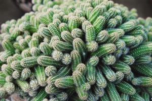 cactus dans le désert, cactus sur rocher, fond vert nature cactus, arbre de cactus photo