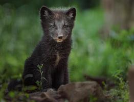 portrait de renard arctique photo