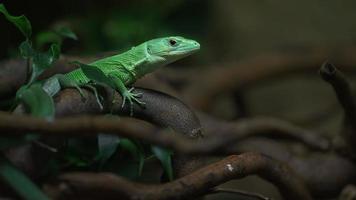 lézard vert caréné photo