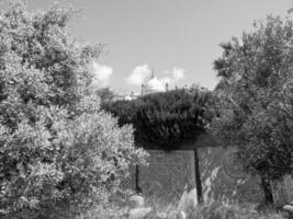 le vieux ville de Tunis photo