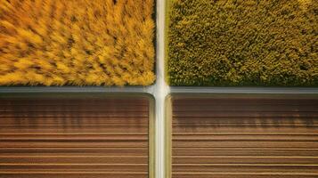 génératif ai, ferme l'automne paysage, agricole des champs, magnifique vert, jaune, Orange et beige campagne, pays route. la nature illustration, photoréaliste Haut vue drone. photo