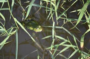 grenouille verte parmi les herbes vertes photo