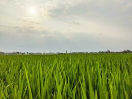 riz les plantes lorsque elles ou ils sont encore vert avec une brillant nuageux ciel photo