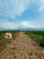 le route dans le milieu de riz des champs et des ordures sacs avec vues de le montagnes photo