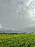 riz des champs avec montagnes et clair ciel dans le Contexte photo