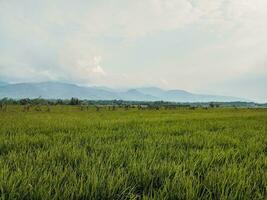 riz des champs avec montagnes et clair ciel dans le Contexte photo