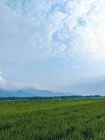 riz des champs avec montagnes et clair ciel dans le Contexte photo