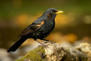 commun merle turdus merula de le turdidés famille ai généré photo