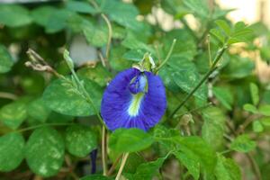 proche en haut de bleu pois fleur ou asiatique ailes de pigeon clitoris ternatea photo