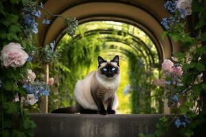 gracieux Siamois chat dans jardin paramètre. génératif par ai photo