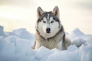 rauque chien dans le neigeux région sauvage. génératif par ai photo