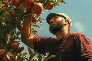 agriculteur récolte pommes dans verger sur ensoleillé journée. Masculin jardinier cueillette pommes dans verger. ai généré pro photo