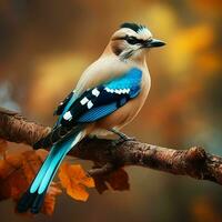 bleu geai oiseau séance sur une branche dans le l'automne forêt. ai généré pro photo