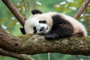 Panda en mangeant bambou sur une arbre branche.générative ai. photo