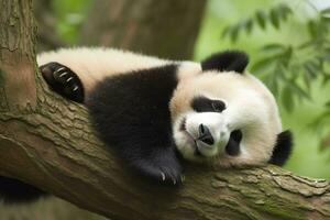 Panda en mangeant bambou sur une arbre branche.générative ai. photo