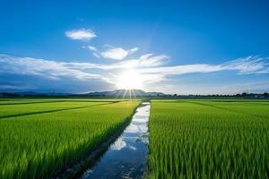 paddy riz champ bleu ciel avec lever du soleil arrière-plan.génératif ai. photo